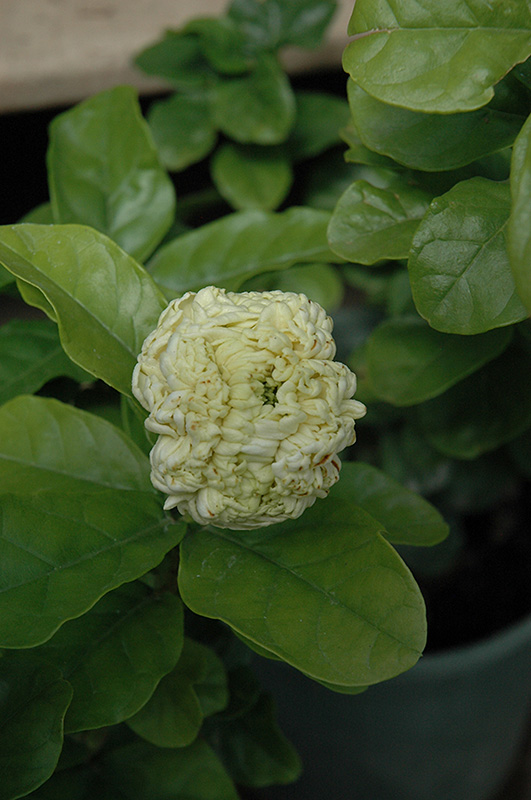 Arabian Jasmine (Gardenia jasminoides 'Grand Duke') at Tagawa Gardens