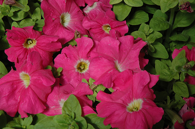 Dreams Pink Petunia (Petunia 'Dreams Pink') at Tagawa Gardens
