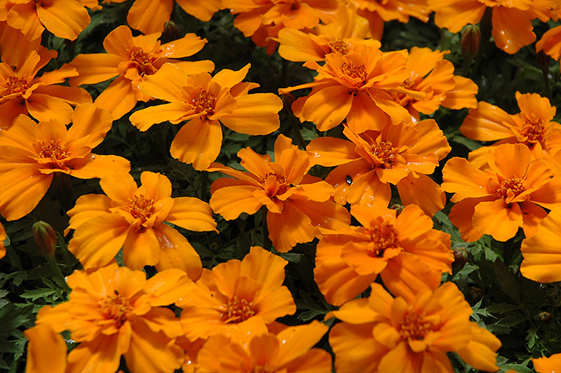 Safari Tangerine Marigold (Tagetes patula 'Safari Tangerine') at Tagawa Gardens