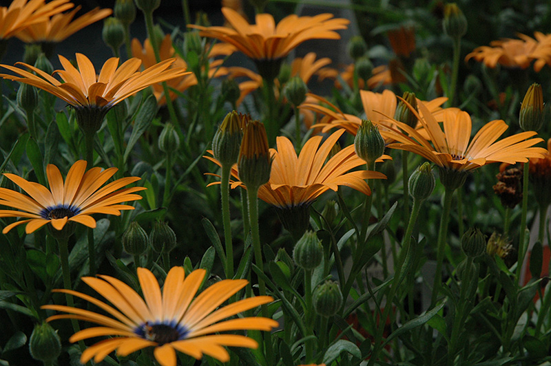 Orange Symphony African Daisy (Osteospermum 'Orange Symphony') at Tagawa Gardens