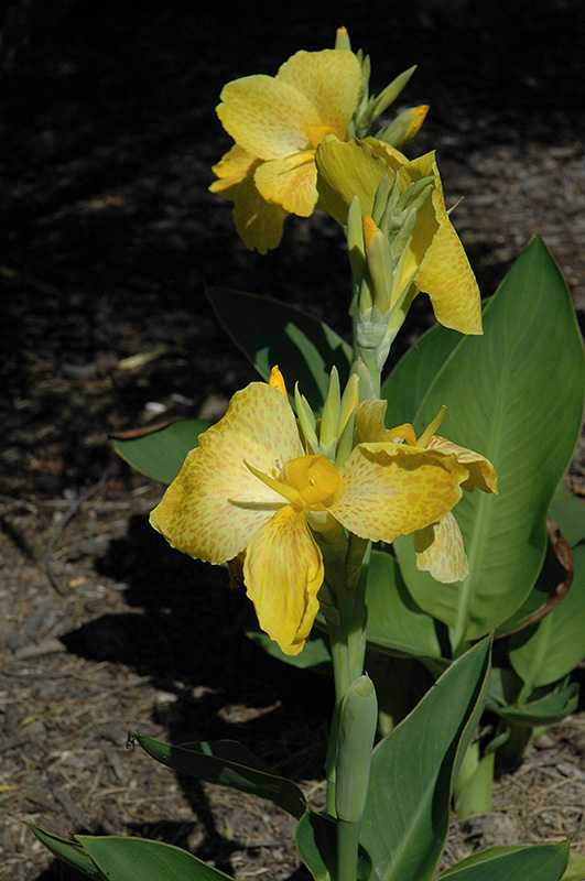 Tropical Yellow Canna (Canna 'Tropical Yellow') at Tagawa Gardens