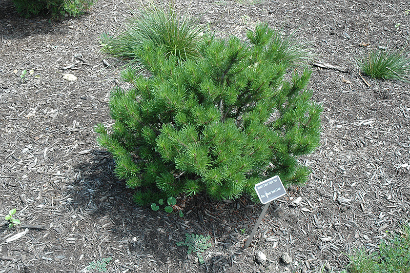 Spaan's Dwarf Shore Pine (Pinus contorta 'Spaan's Dwarf') at Tagawa Gardens