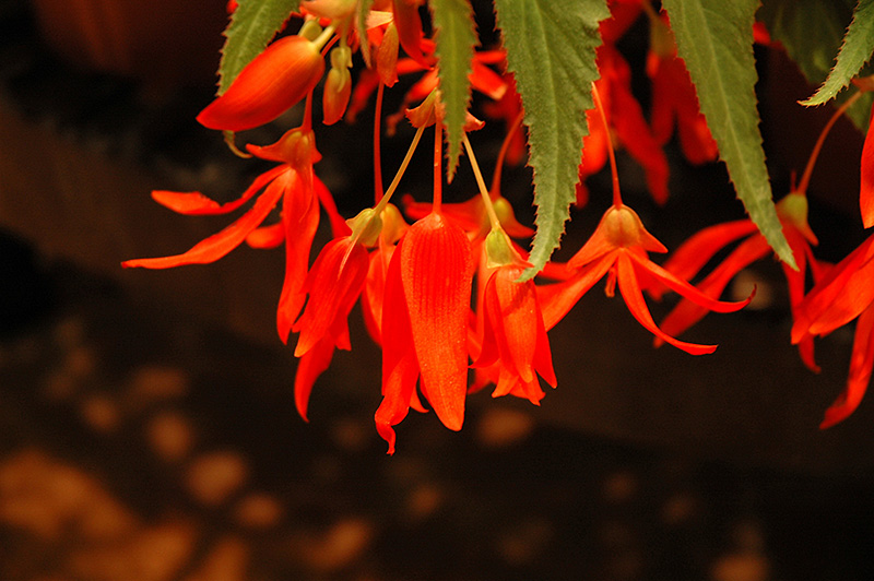 Santa Cruz Sunset Begonia (Begonia boliviensis 'Santa Cruz Sunset') in ...