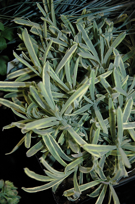 Platinum Blonde Lavender (Lavandula angustifolia 'Momparler') in Denver