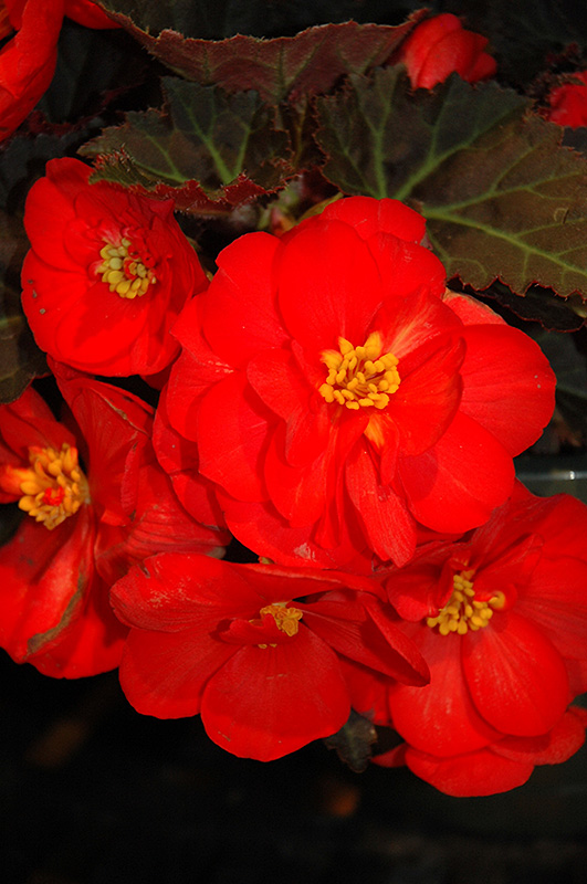 Nonstop Mocca Scarlet Begonia (Begonia 'Nonstop Mocca Scarlet') at Tagawa Gardens