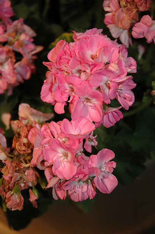 Dynamo Light Pink Geranium (Pelargonium 'Dynamo Light Pink') at Tagawa Gardens