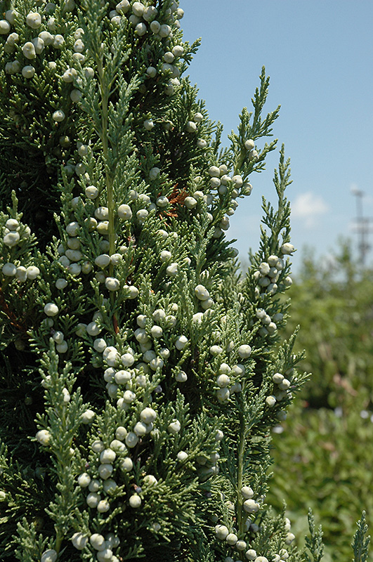 Trautman Juniper (Juniperus chinensis 'Trautman') at Tagawa Gardens