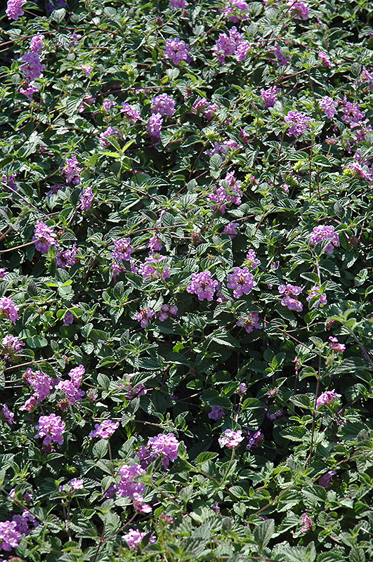 Purple Trailing Lantana (Lantana montevidensis) at Tagawa Gardens