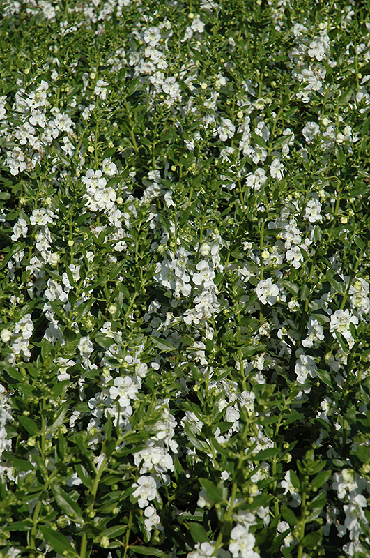 Angelface White Angelonia (Angelonia angustifolia 'Anwhitim') at Tagawa Gardens