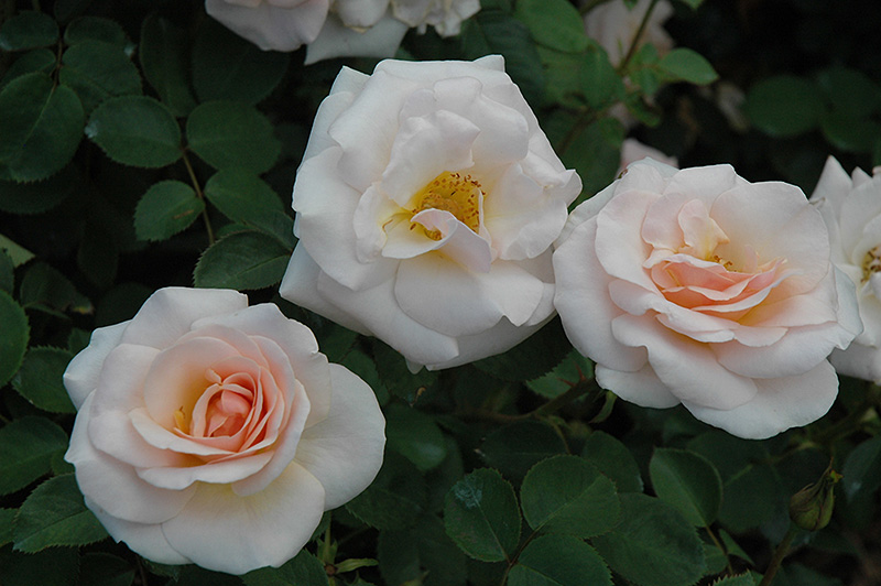 Pretty Lady Rose (Rosa 'SCRivo') at Tagawa Gardens