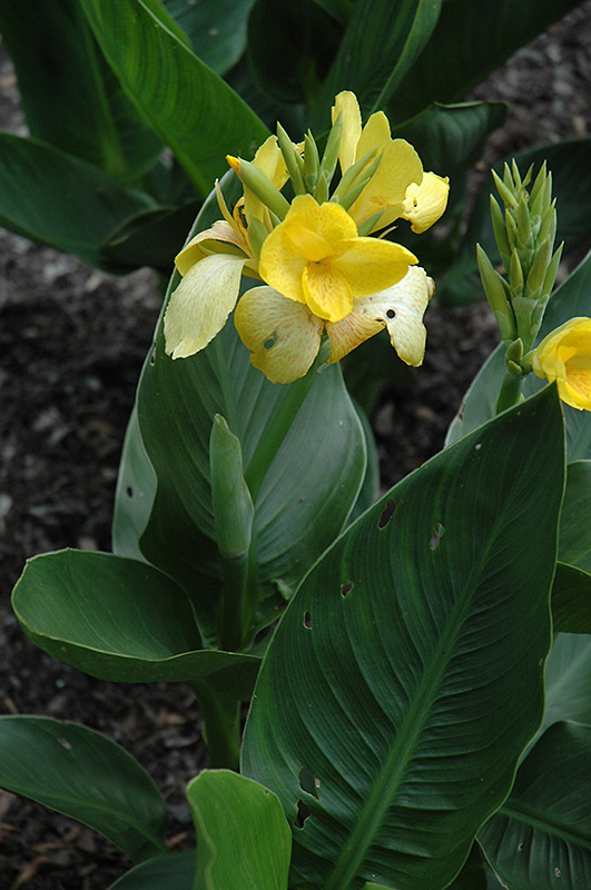 Tropicanna Yellow Canna (Canna 'Tropicanna Yellow') at Tagawa Gardens