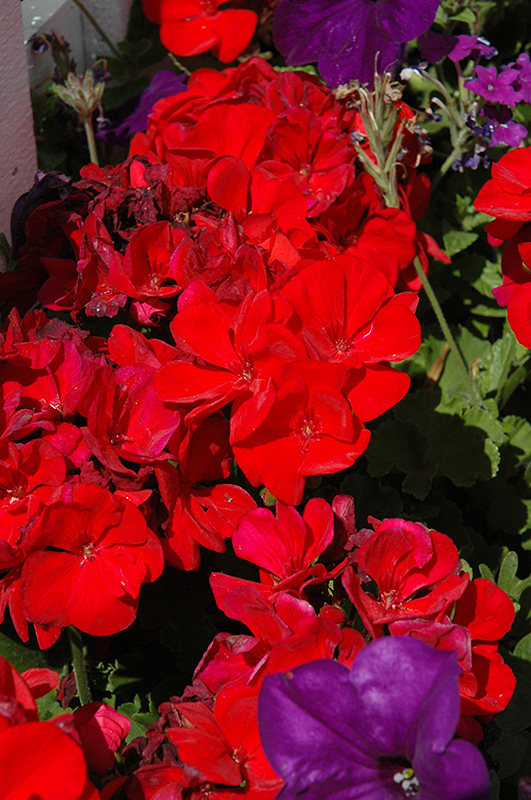 Dynamo Red Geranium (Pelargonium 'Dynamo Red') at Tagawa Gardens