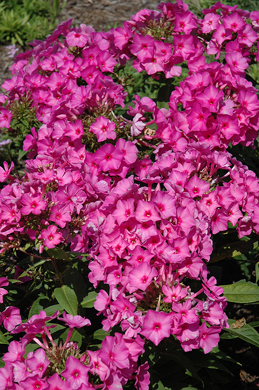 Pink Flame Garden Phlox (Phlox paniculata 'Pink Flame') at Tagawa Gardens