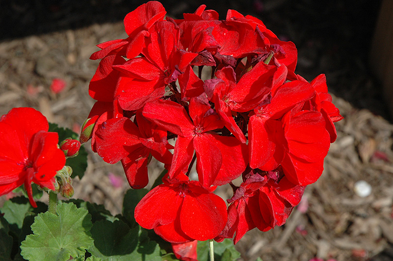 Survivor Dark Red Geranium (Pelargonium 'Survivor Dark Red') at Tagawa Gardens