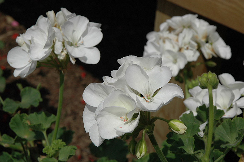 Survivor White Geranium (Pelargonium 'Survivor White') at Tagawa Gardens