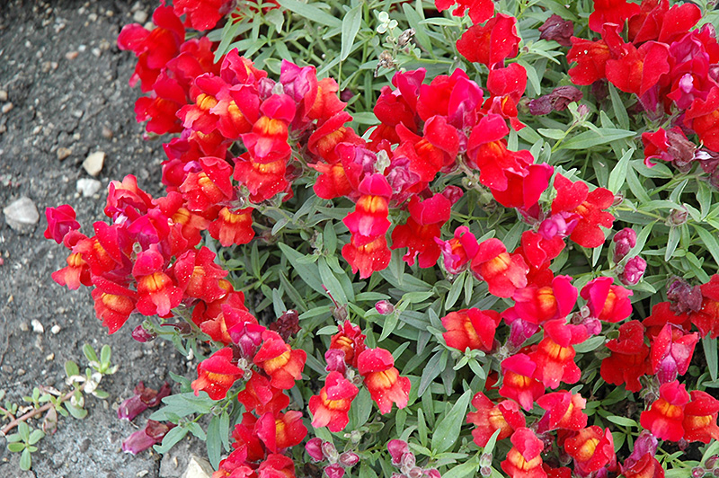Candy Showers Red Snapdragon (Antirrhinum majus 'Candy Showers Red') at Tagawa Gardens