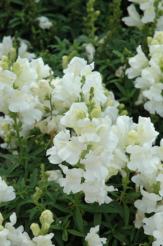 Speedy Sonnet White Snapdragon (Antirrhinum majus 'Speedy Sonnet White') at Tagawa Gardens