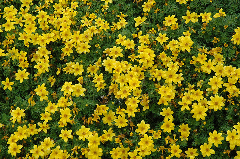 Sun Drop Bidens (Bidens ferulifolia 'Balbisopim') at Tagawa Gardens