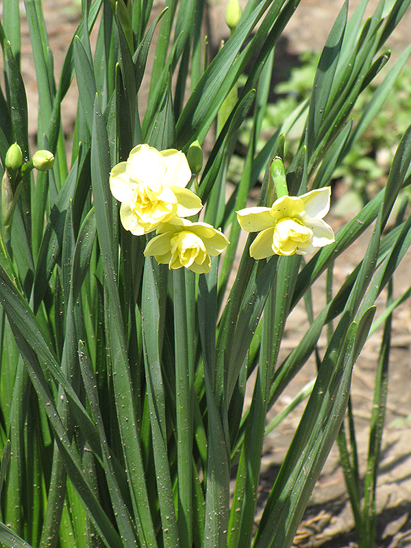 Yellow Cheerfulness Daffodil (Narcissus x poetaz 'Yellow Cheerfulness') at Tagawa Gardens