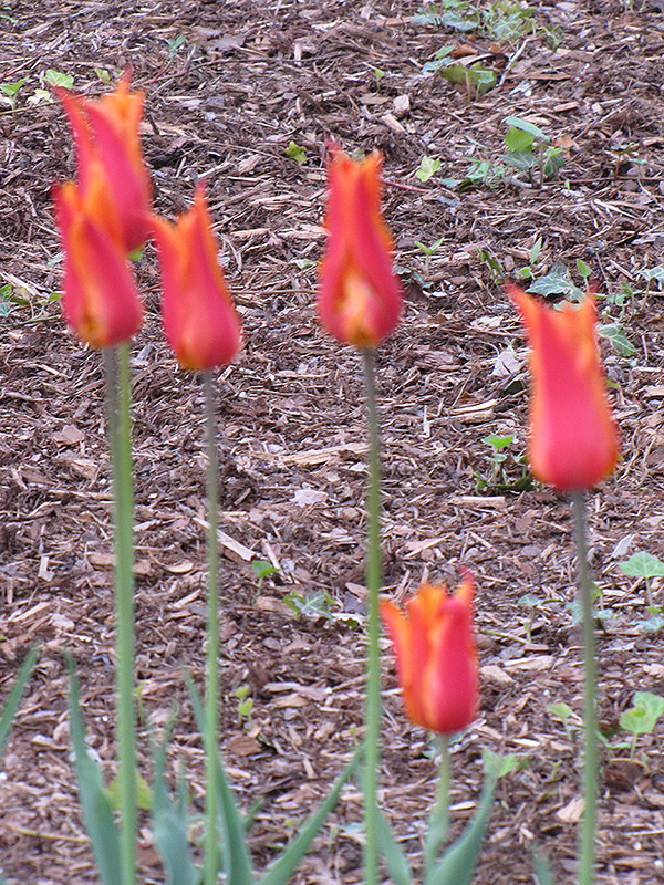 BallerinaTulip (Tulipa 'Ballerina') at Tagawa Gardens