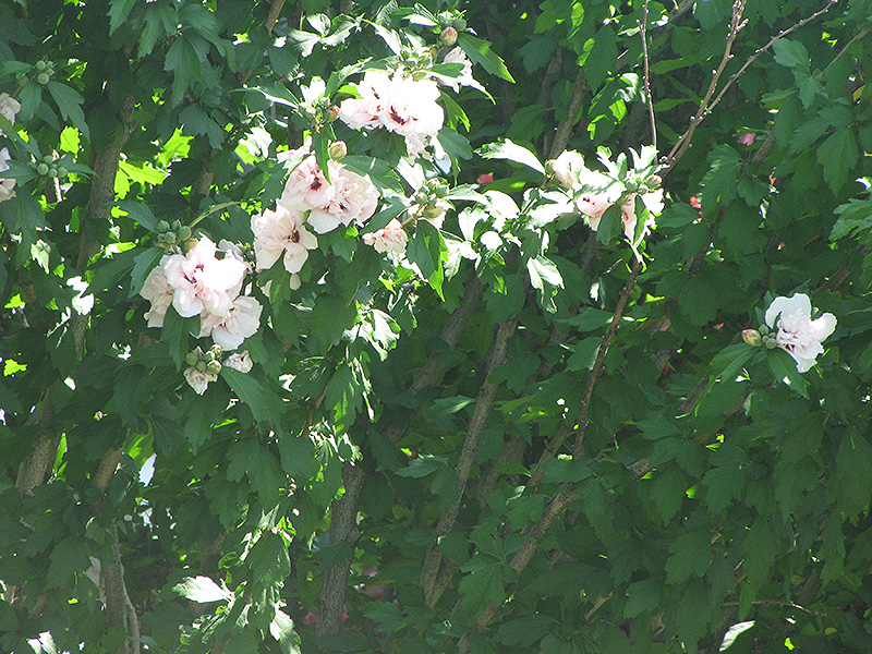 Morning Star Rose of Sharon (Hibiscus syriacus 'Morning Star') at Tagawa Gardens