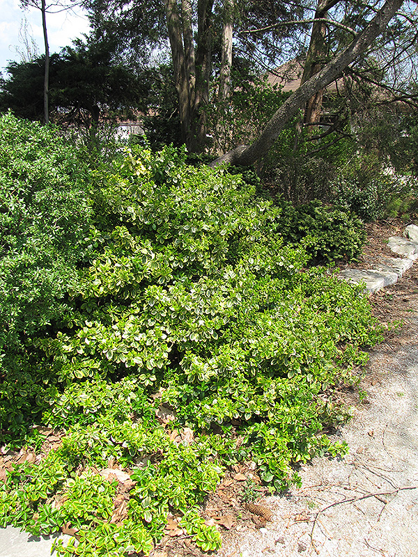 Emerald 'n' Gold Wintercreeper (Euonymus fortunei 'Emerald 'n' Gold') at Tagawa Gardens