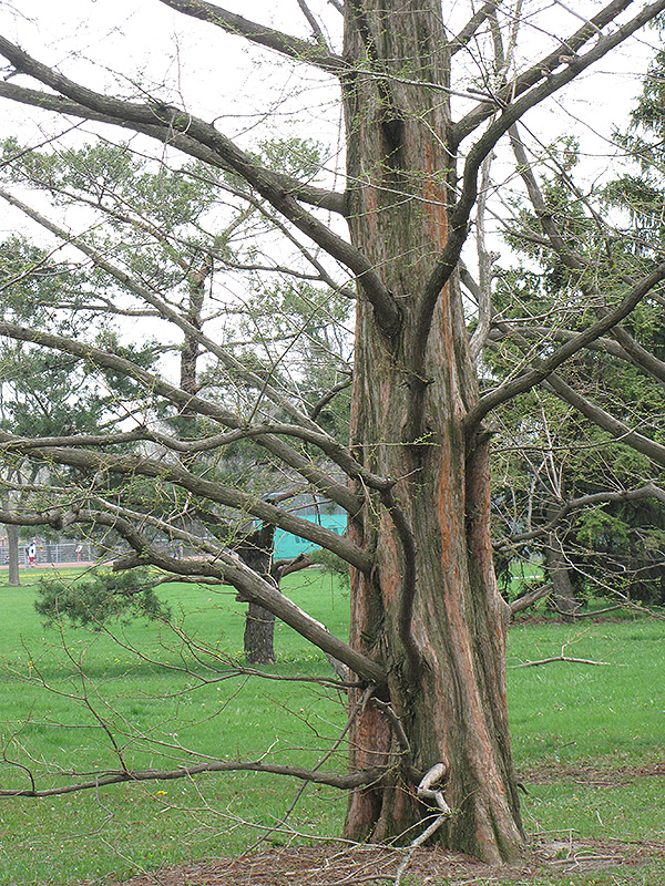Dawn Redwood (Metasequoia glyptostroboides) at Tagawa Gardens