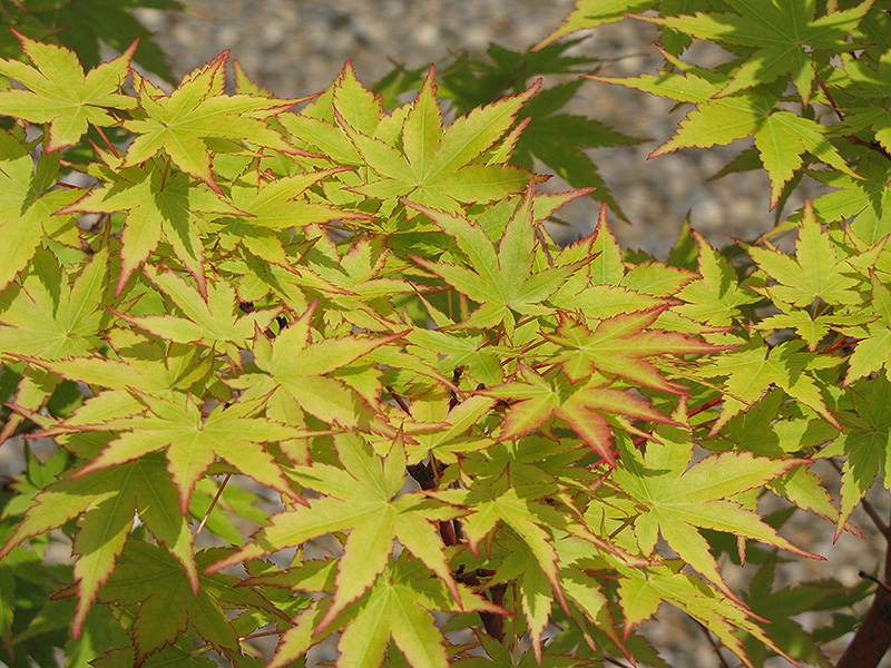 Coral Bark Japanese Maple (Acer palmatum 'Sango Kaku') at Tagawa Gardens