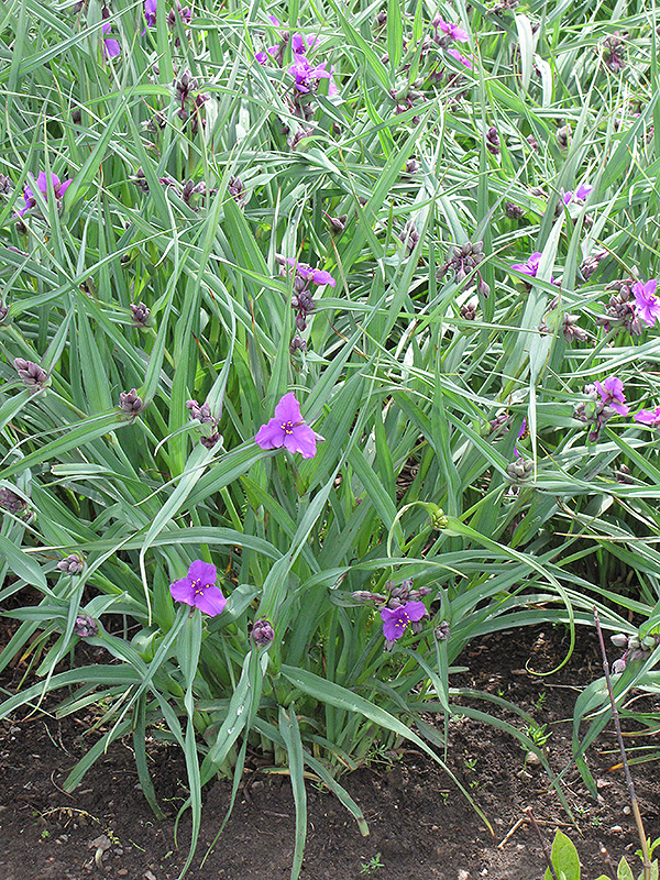 Concord Grape Spiderwort (Tradescantia x andersoniana 'Concord Grape') at Tagawa Gardens