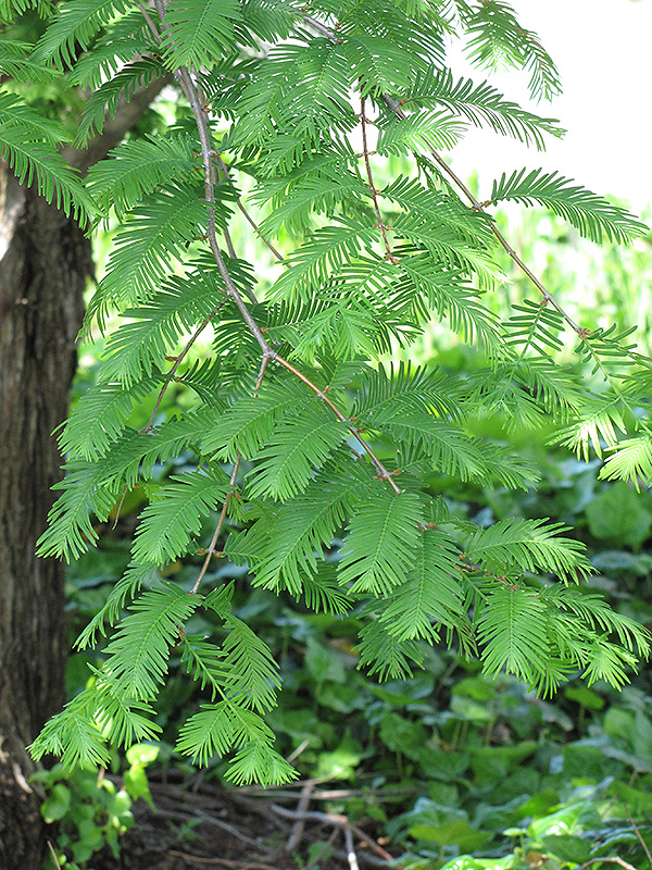 Dawn Redwood (Metasequoia glyptostroboides) at Tagawa Gardens