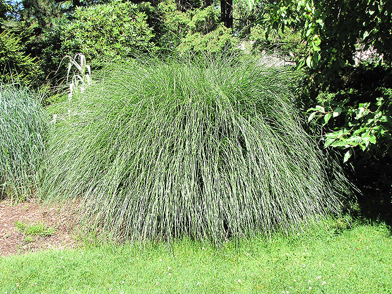 Yaku Jima Dwarf Maiden Grass (Miscanthus sinensis 'Yaku Jima') at Tagawa Gardens
