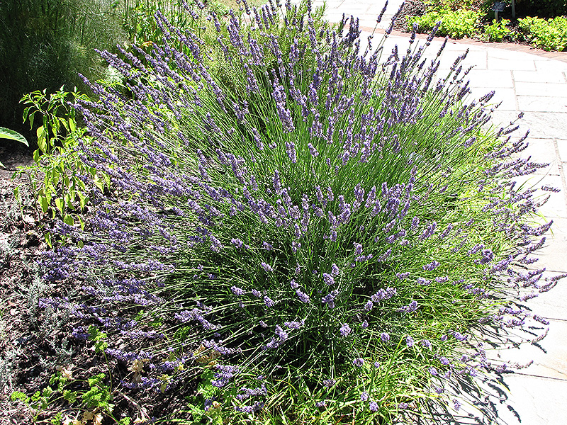 Grosso Lavender (Lavandula x intermedia 'Grosso') at Tagawa Gardens