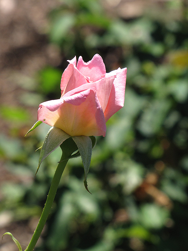 Tiffany Rose (Rosa 'Tiffany') at Tagawa Gardens