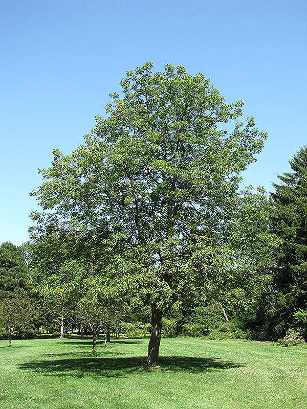 Ohio Buckeye (Aesculus glabra) at Tagawa Gardens