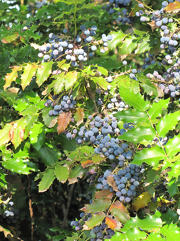 Oregon Grape (Mahonia aquifolium) at Tagawa Gardens