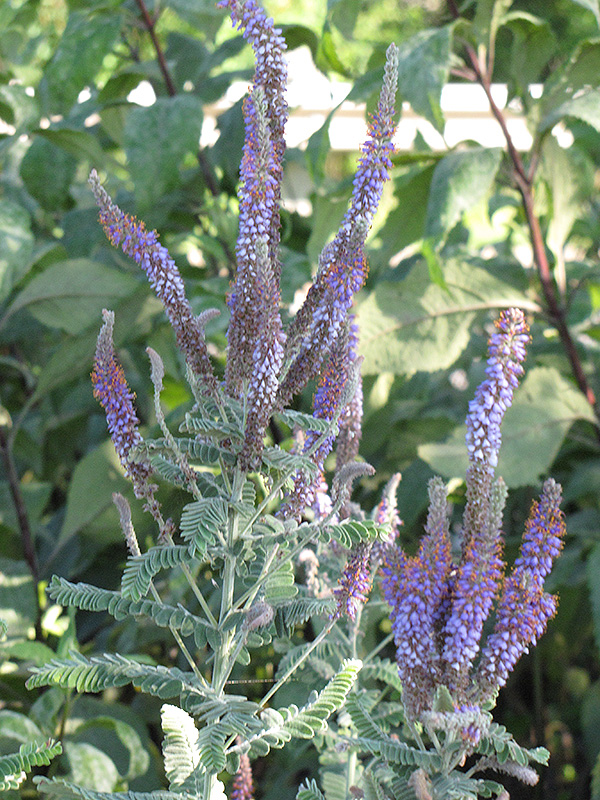 Leadplant (Amorpha canescens) in Denver Centennial Littleton Aurora