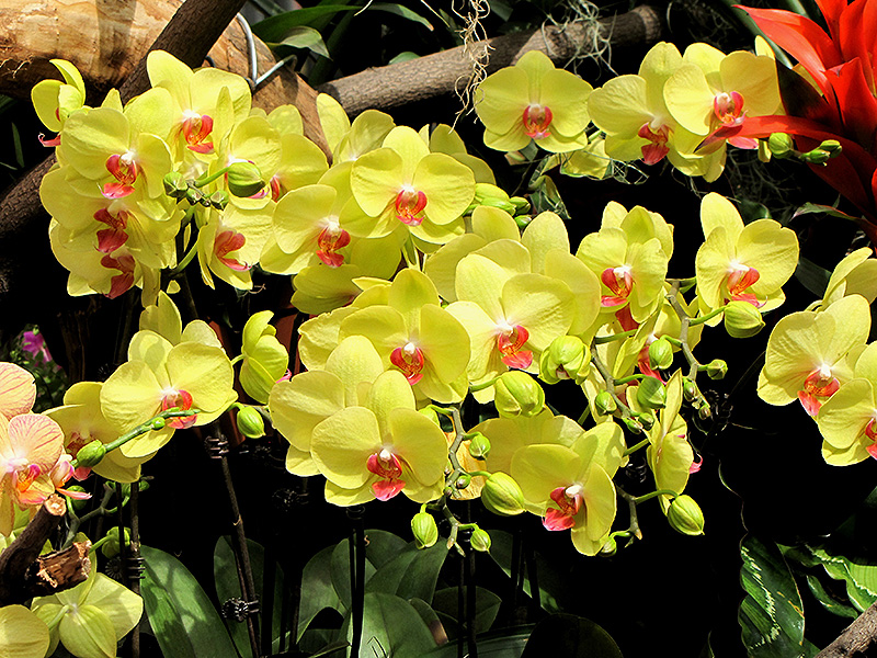 Yellow Gown Orchid (Phalaenopsis 'Yellow Gown') at Tagawa Gardens