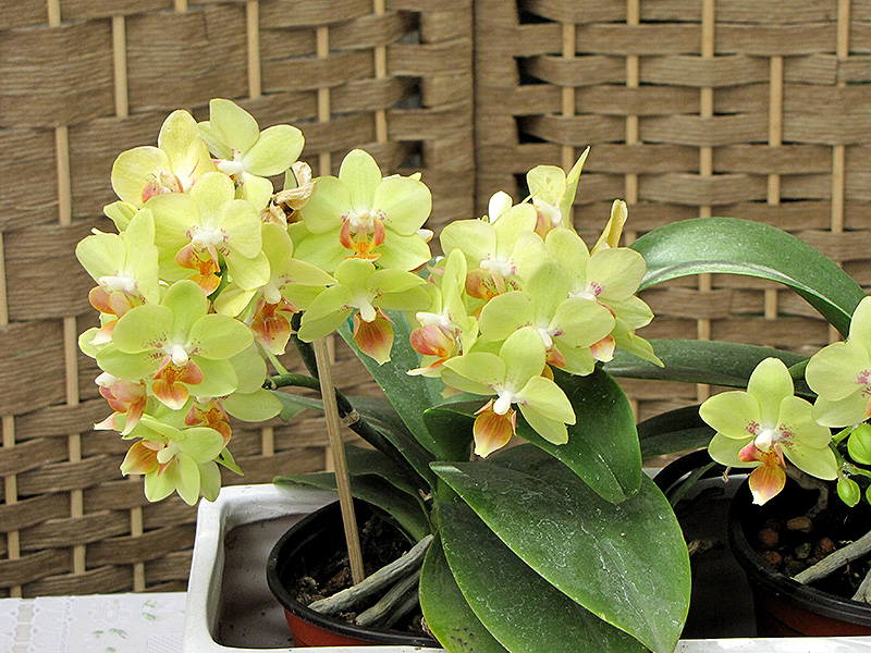 Hybrid Moth Orchid (Phalaenopsis x hybrida) at Tagawa Gardens