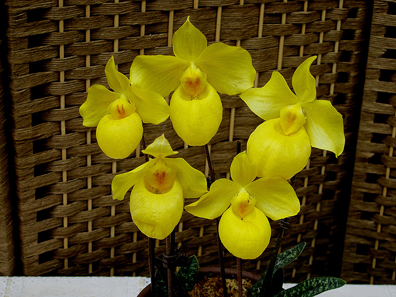 Armenia Orchid (Paphiopedilum armeniacum) at Tagawa Gardens
