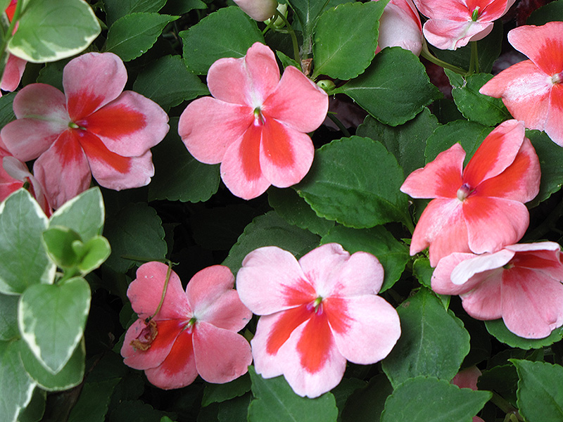 Patchwork Pink Shades Impatiens (Impatiens 'Balpapinade') at Tagawa Gardens