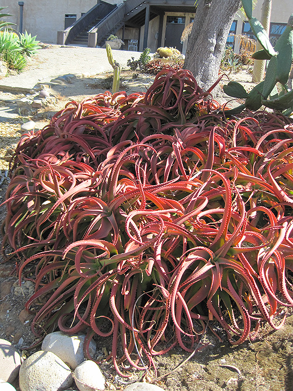 Red Aloe (Aloe cameronii) at Tagawa Gardens