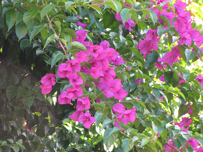 Purple Robe Bougainvillea (Bougainvillea 'Purple Robe') in Denver ...