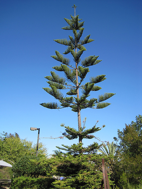 Norfolk Island Pine (Araucaria heterophylla) at Tagawa Gardens