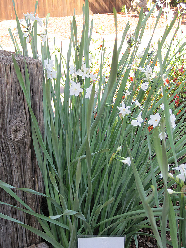 Paperwhites (Narcissus papyraceus) at Tagawa Gardens