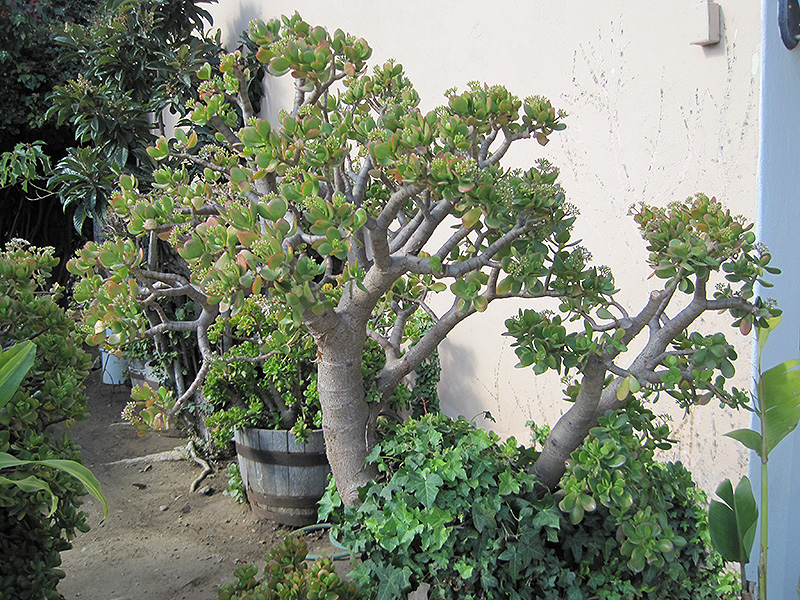 Jade Plant (Crassula ovata) at Tagawa Gardens