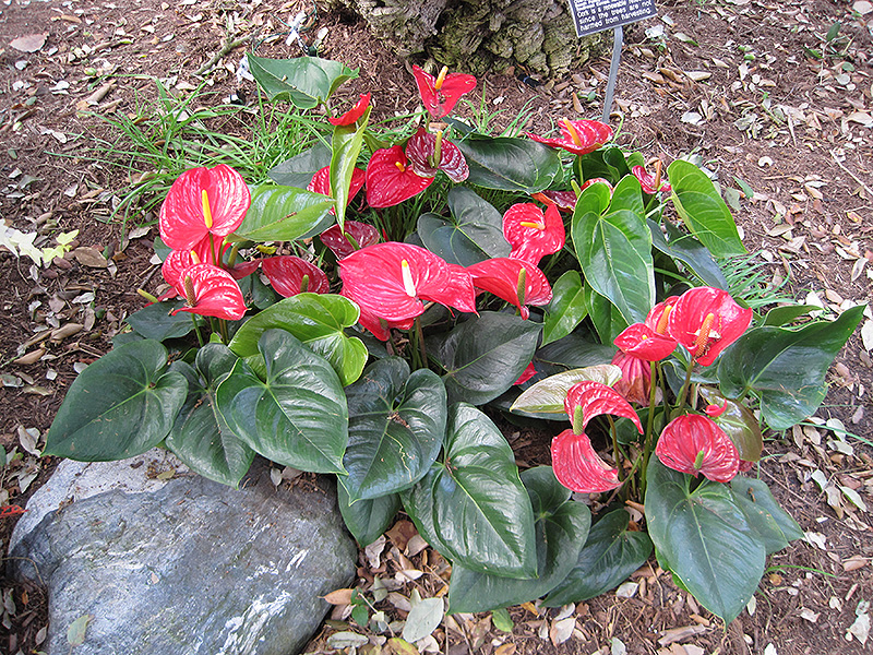 Anthurium (Anthurium andraeanum) at Tagawa Gardens