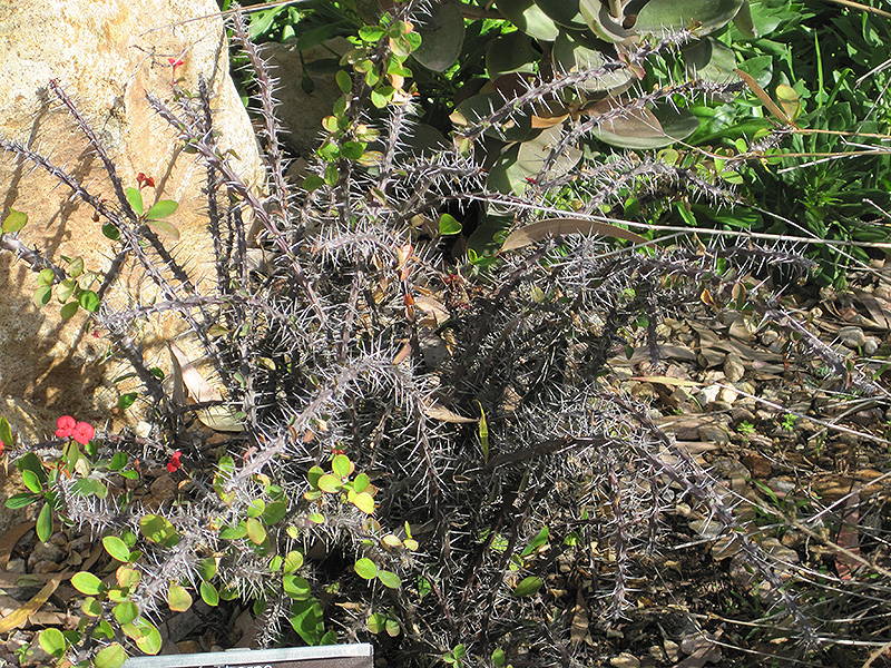 Crown Of Thorns (Euphorbia milii) at Tagawa Gardens
