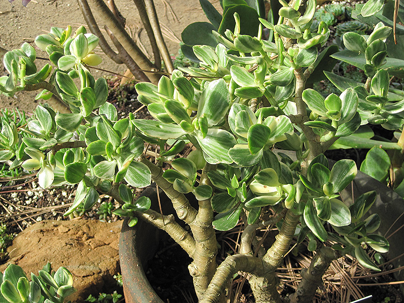 Variegated Jade Plant Crassula Ovata Variegata In Denver