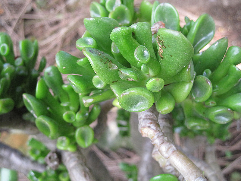 Gollum Jade Plant (Crassula ovata 'Gollum') at Tagawa Gardens
