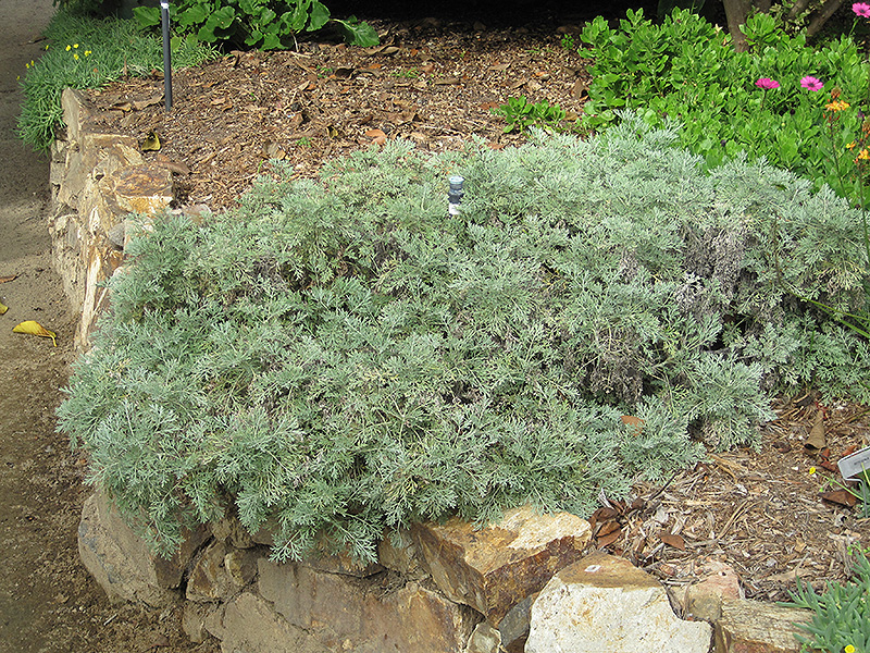 Powis Castle Artemesia (Artemisia 'Powis Castle') in Denver Centennial ...